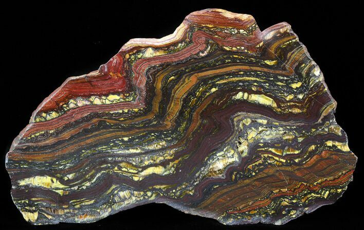 Polished Tiger Iron Stromatolite - ( Billion Years) #41078